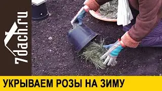🌹 Укрываем розы на зиму: плетистая трёхлетка и мускусные розы, посаженные этой осенью - 7 дач