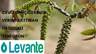 Ceviz Bahçelerinde Veriminizi Arttıracak En İddialı Ürün Levante