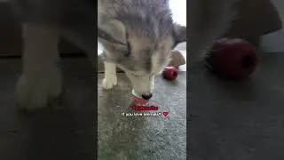 Husky Tries ICE CREAM For The FIRST Time! 🍦 #husky #cutedog #dog