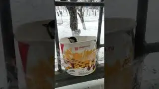 Синица, жарпицца, покормите птиц!