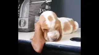 Basset Hound. Praderas Van Buuren 7 semanas de vida