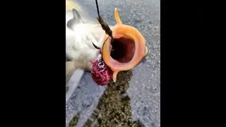 Carp from Orlík part 13-1