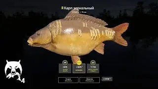 Русская Рыбалка 4 | РР4 | Медвежка Где клюет? Бойлы