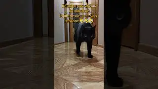 Утро шипперке Джексона и кошки Шани