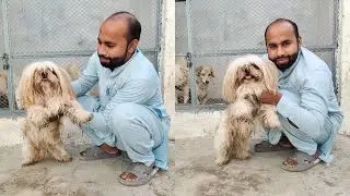 Hamara Shih tzu dog aa gya