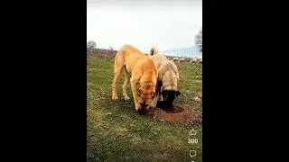 🐶 köpek 🌹🌹