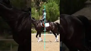 Check These Two Things Before You Take a Steady Contact #equestrian #horse #dressagehorse