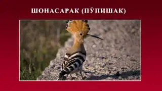 Канзи Шифо  -  Хар, Хорпушт (Хорпуштак), ШОНАСАРАК (ПӮПИШАК)