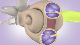 How Hearing Works
