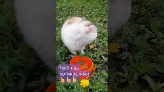 #shortc#котик,#