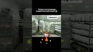 Горшечные растения оптом и розницу с доставкой по России.🪴🪴🪴 Всегда свежие растения