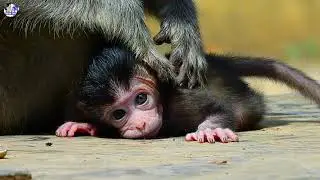Very pitiful skinny baby animal wildlife Vigo looks so hungry but poorest mother Vegas is tired | AF