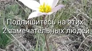 ПИАРЫ