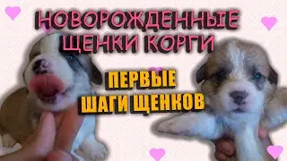 Новорожденные щенки Корги. Первые шаги в 18 дней.