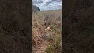 Amazing interaction between a leopard, her cub and a hyena 🤠 #wildlife #safarisightings