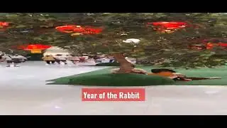 year of The Rabbit #travel #yearoftherabbit