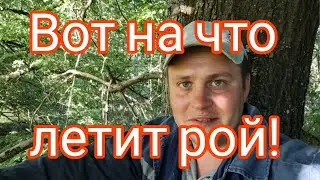 ✅ЭТО СРЕДСТВО + ПАРУ СОВЕТОВ ПРИВЛЕЧЕТ РОЙ В ВАШУ ЛОВУШКУ!!! БЕРИТЕ НА ВООРУЖЕНИЕ✅ 