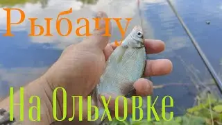 Рыбачу на Ольховке,утки помогают.