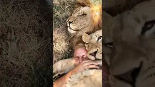 Raw Lion Love🦁❤️