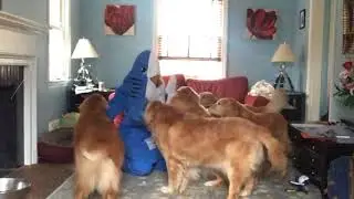 Golden Ratio Harlem Shake