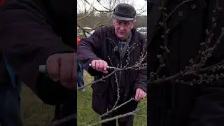 Jó tanácsok metszéshez, ültetéshez, faápoláshoz