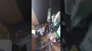 Когда завёл енота