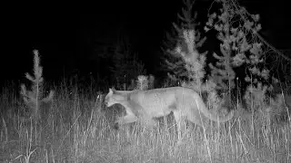 Mountain Lion at Abandoned Road - Montana