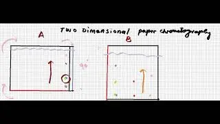 Two dimensional paper chromatography