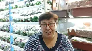 Осенняя пересадка всей коллекции