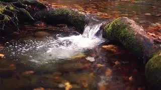 звуки природы, звуки леса, видео речка
