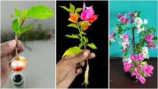 How to growing bougainvillea by cutting branches