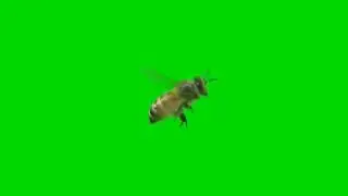 BEE FLY ANIMATED GREEN SCREEN BACKGROUNDS DOWNLOAD HD MOTION ANIMATED GREEN SCREEN BACKGROUNDS