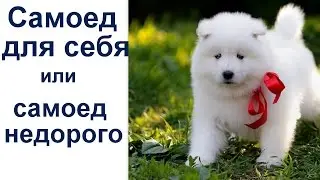 Самоед для себя  или сколько стоит самоед  (цена)  или как купить самоеда недорого