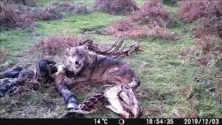 Video lobo fototrampeo Alecrin