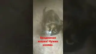 бездомная кошка, нужен хозяин