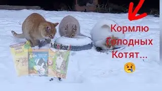 Бездомные голодные котята! Кормление 🍗 Делаю добрые дела! /Хомо Шоу/