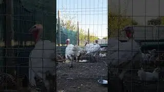 The turkey's musical ear