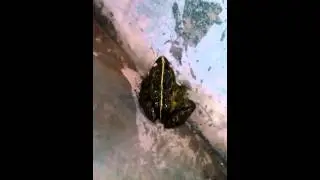 An Annoying Toad In Bathroom