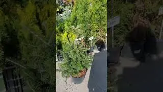ПИХТА НОРДМАНА. ПИХТА В ВОРОНЕЖЕ. ДОСТАВКА ПО РОССИИ 2020 