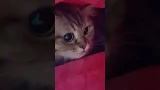 벌써... 겨울잠 준비중...  아랑이.