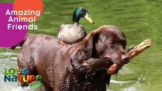 Adorable Dog and Duck BFFs 🌟 | Love Nature Kids