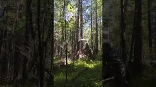 Шишка идёт..