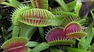 Nature Documentaire HD   Le Flux Sanguin De L'économie Mondiale►qui contrôle la mer  ►{Documentaire