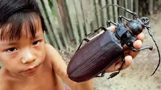 The LARGEST INSECTS In The World