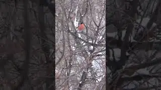 Снегири прилетели. Красота!!!