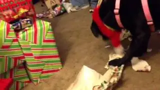 Tarah opening Christmas gift 2012