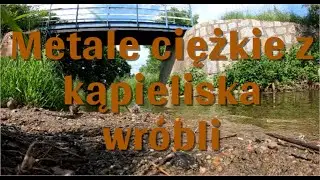 Metale ciężkie z kąpieliska wróbli