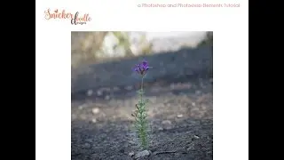 Adding a Vignette in Photoshop and Photoshop Elements