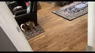 Puppy Kawaii