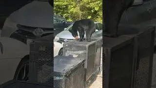 BEAR CLIMBS ON OUR CAR